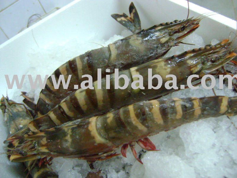 frozen shrimp