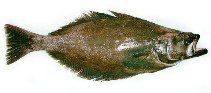 Greenaland Halibut