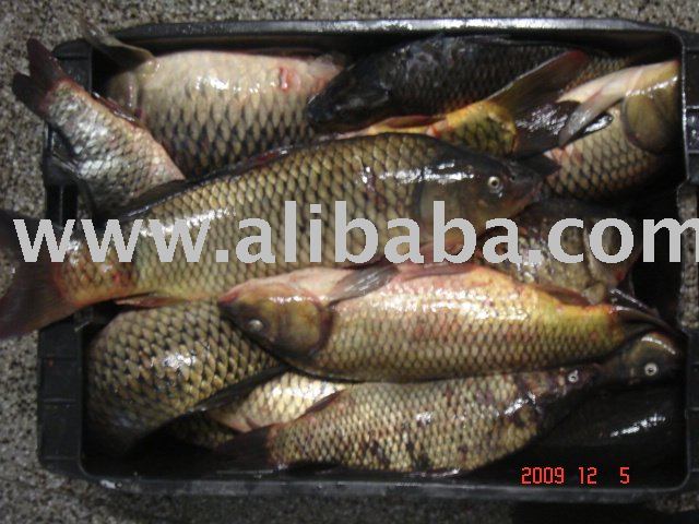 Carp(  tent )
