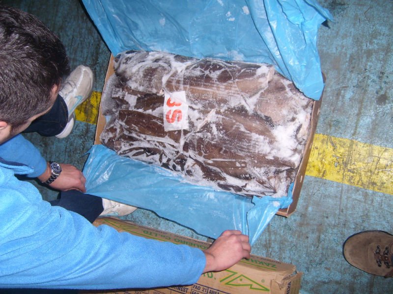 Greenland Halibut