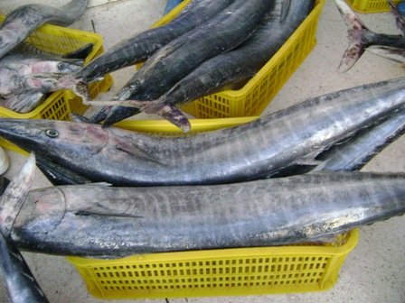 Frozen Wahoo Whole Round