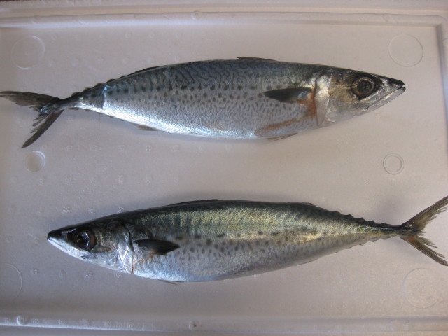 Blue Mackerel