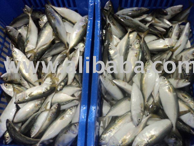 Indian mackerel