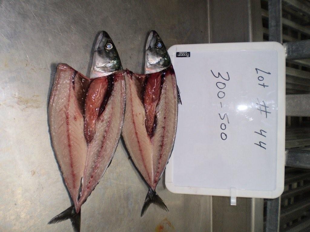 Whole Round Atlantic Mackerel Scomber Scombrus