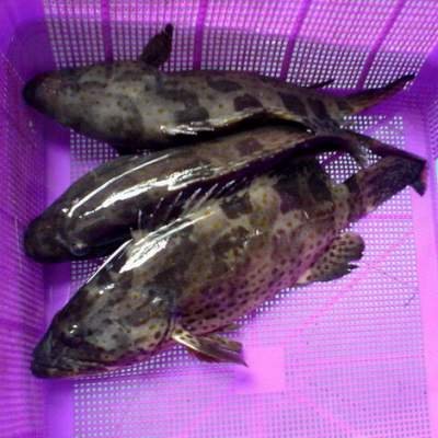 Grouper