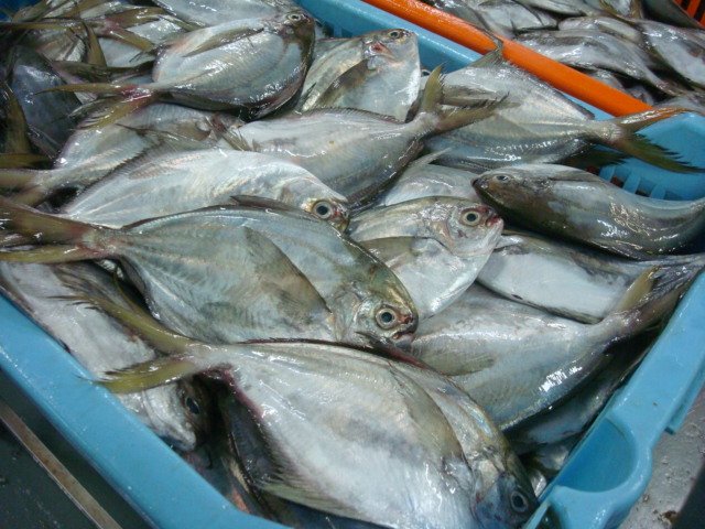 BUTTERFISH - POMPANO (Prepilus Medius) products,Ecuador BUTTERFISH ...