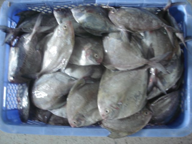 Frozen Black pomfret