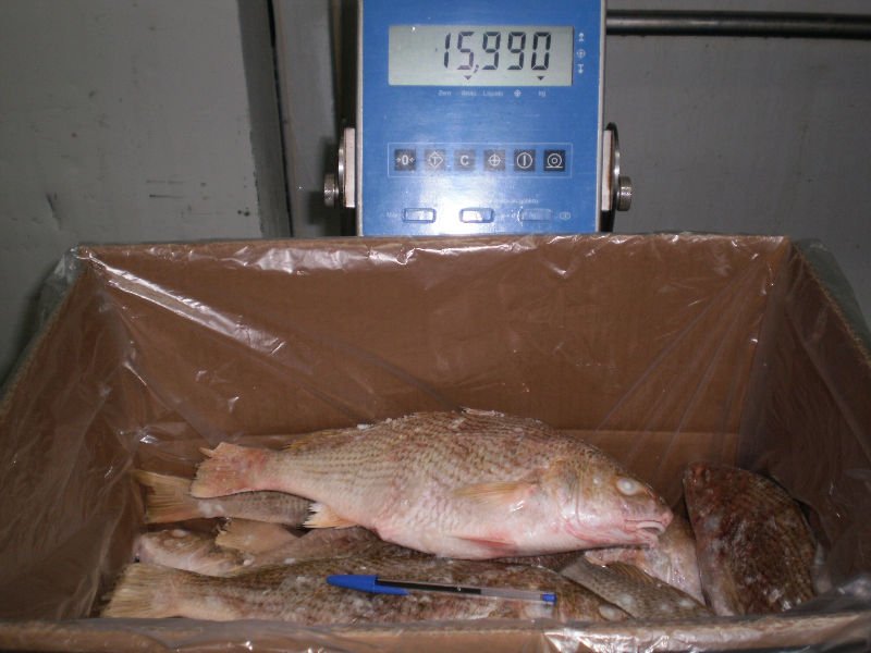 White Croaker IQF
