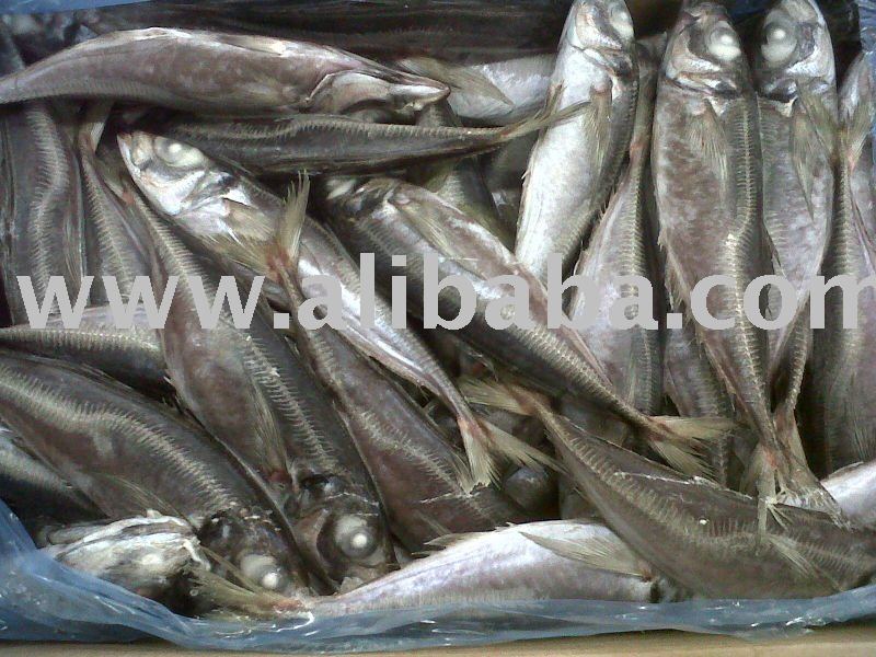 HORSE MACKEREL