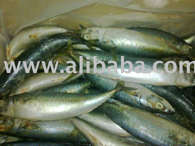 MACKEREL- SCOMBER  JAPONICUS