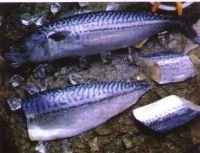 Frozen Tilapia, Japanese Mackerel