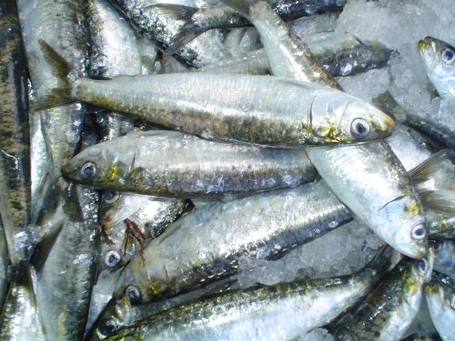 Sardines