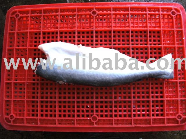 Frozen  Basa  ( Pangasius ) H/L