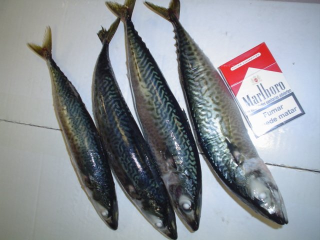 Chub Mackerel