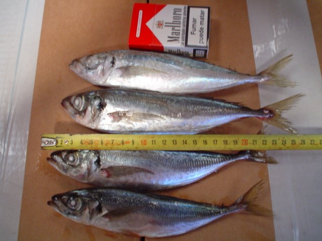 Horse Mackerel