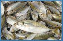  FROZEN  WHOLE CLEANNED YELLOW STRIPE  TREVALLY 