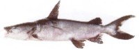 Silver cobbler fish