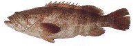 Estuary rock cod