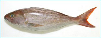 JOB FISH