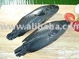 COMMON CLIMBLING PERCH (KOI)