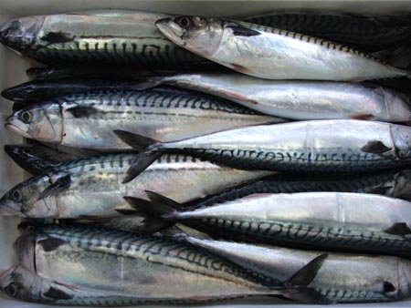 CABALLA  Scomber   Japonicus /  Mackerel 