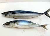 supplies seafood from VietNam