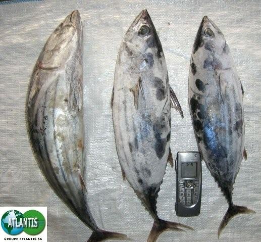  Skipjack   tuna  ( frozen )