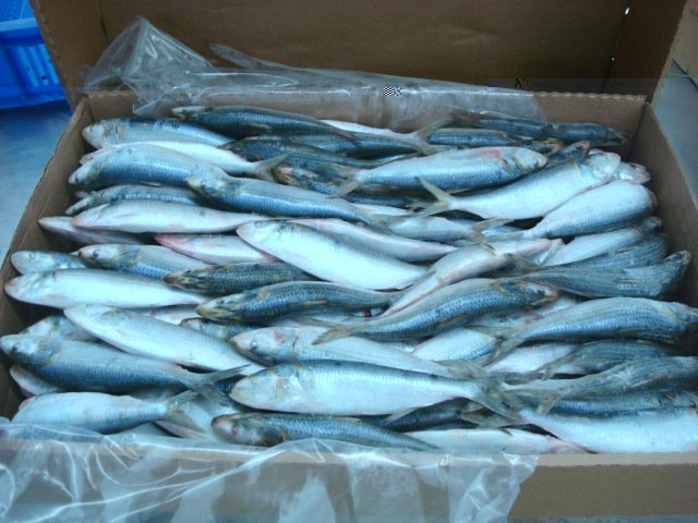 sardine