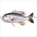  Frozen   Red   fish 