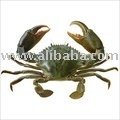 Live Mud Crab