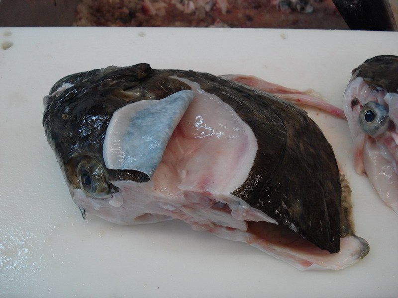 Pacific Halibut Heads