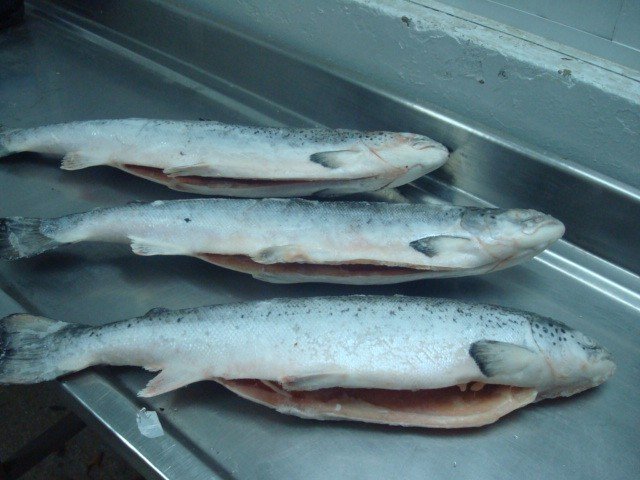 Farmed Chilean Atlantic Salmon