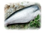 PANGASIUS HGT