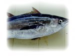 LONGTAIL TUNA W/R (