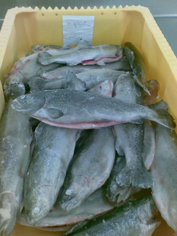 Frozen Trout IQF