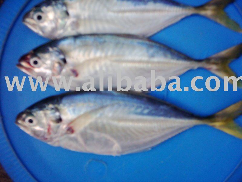 Hard Tail Scad