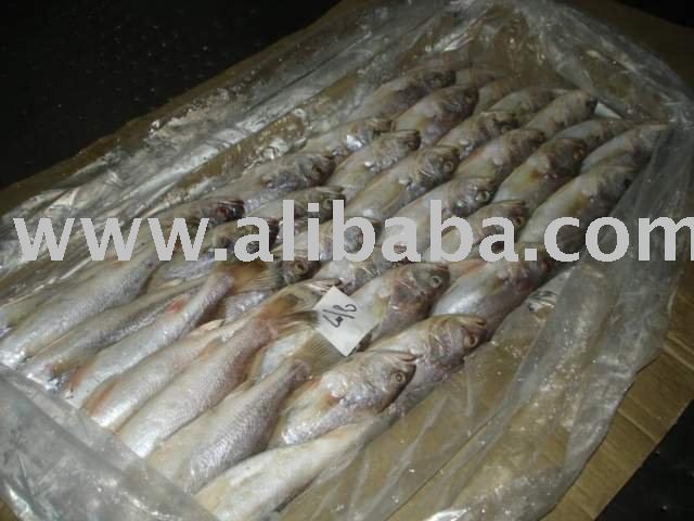 Silver Croaker Fish