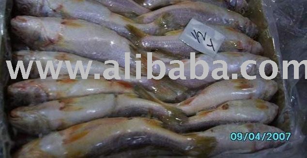 Yellow Croaker Fish