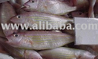  FROZEN   THREADFIN   BREAM 