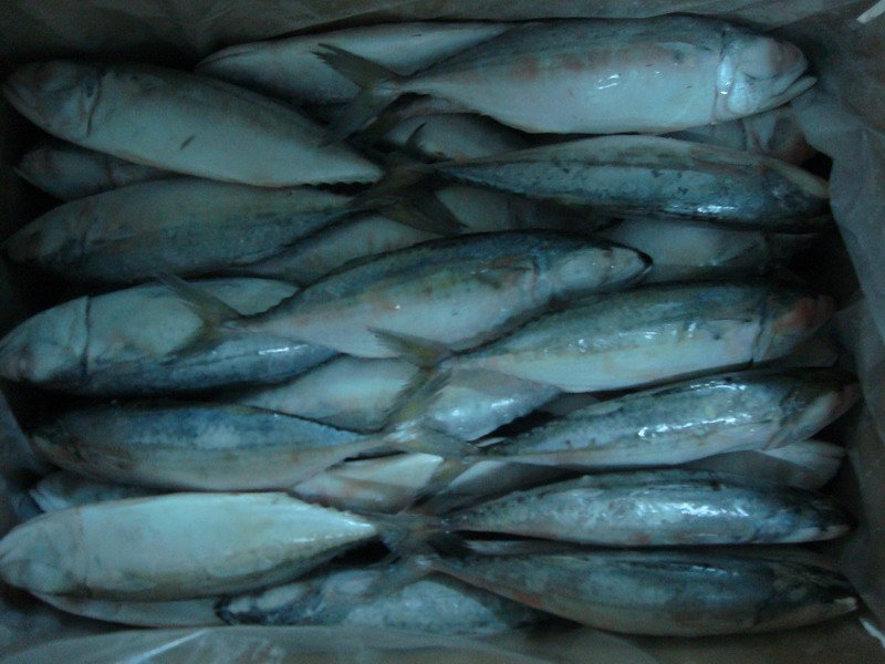 INDIAN MACKEREL