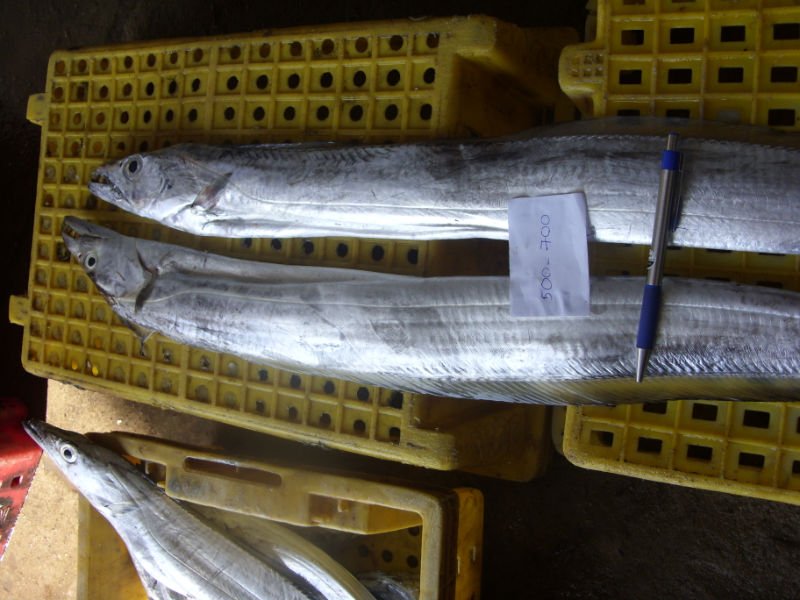 RIBBON FISH HOOKED OR TRAWLER