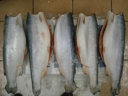 Salmon Trout