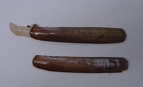 RAZOR CLAM