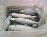 Frozen Milkfish Whole Round