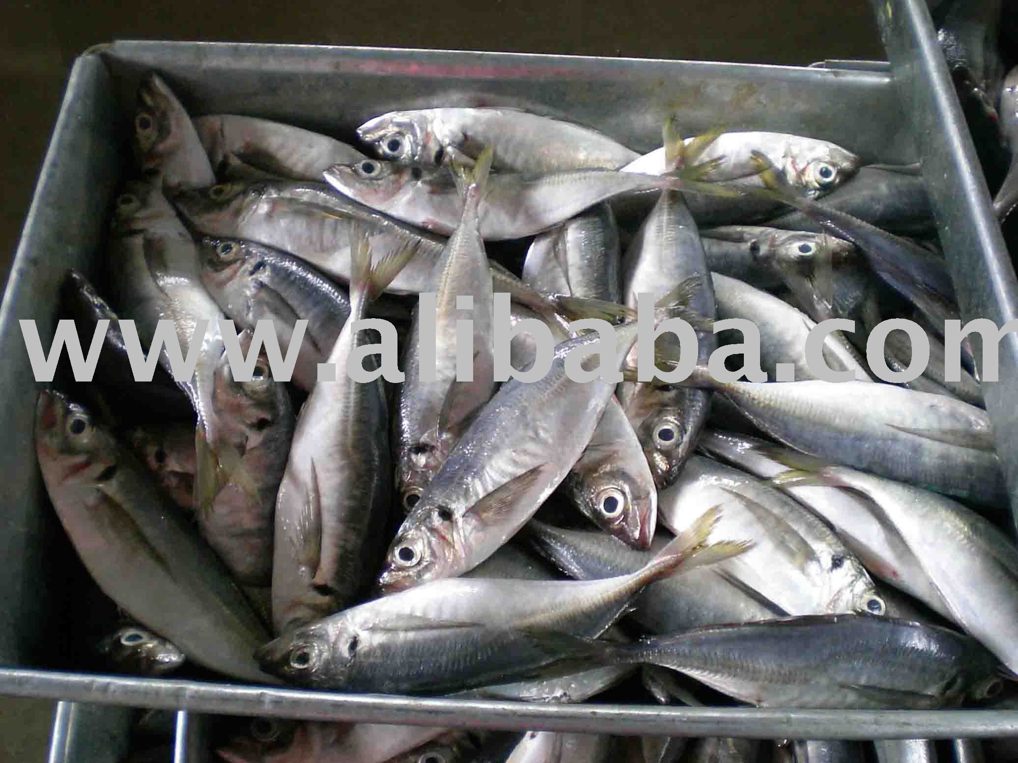 frozen horse mackerel,China price supplier - 21food