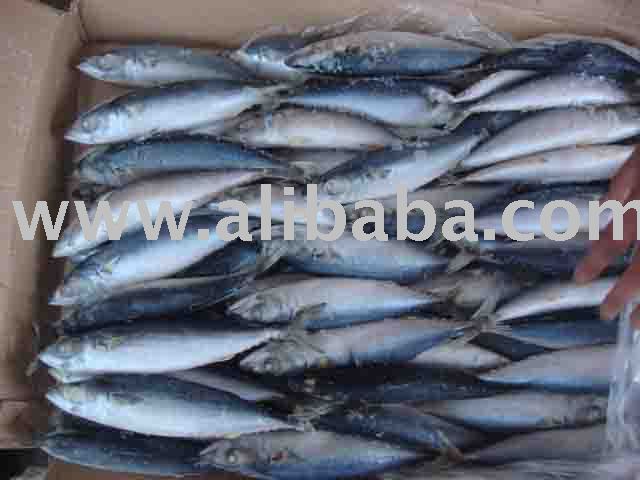  small   size   mackerel 