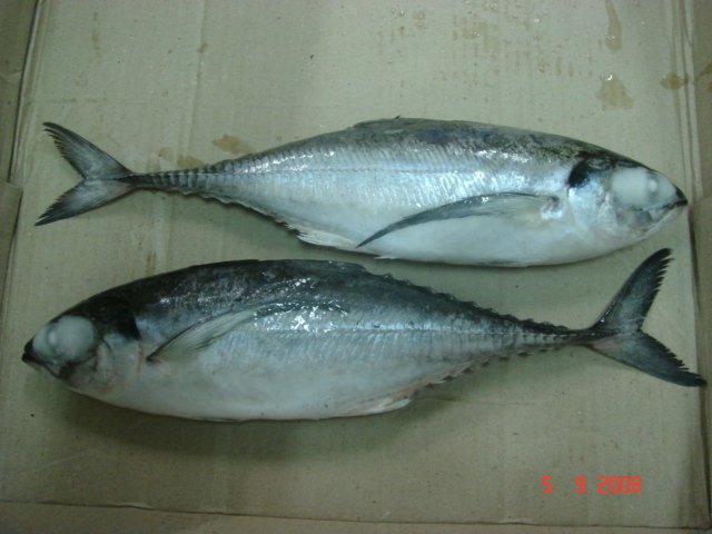 Frozen Horse Mackerel