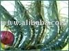 FROZEN HEAD-ON SHELL-ON BLACK TIGER SHRIMP