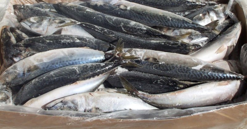 MACKEREL