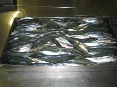  Frozen   Whole   Round   Sardine s   Mackerels
